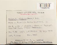 Hedwigia ciliata image