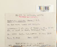 Hedwigia ciliata image