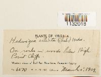 Hedwigia ciliata image