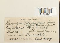 Hedwigia ciliata image