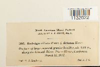 Hedwigia ciliata image