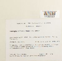 Hedwigia ciliata image