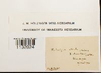 Hedwigia ciliata image