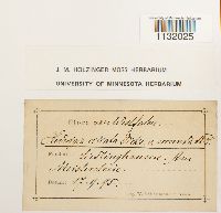 Hedwigia ciliata image