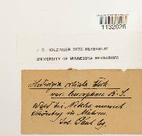 Hedwigia ciliata image