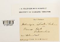 Hedwigia ciliata image