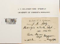 Hedwigia ciliata image