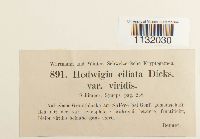 Hedwigia ciliata image