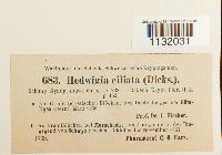 Hedwigia ciliata image