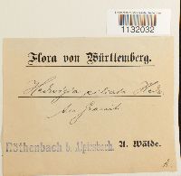 Hedwigia ciliata image