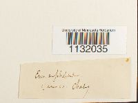 Hedwigia ciliata image