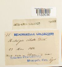 Hedwigia ciliata image