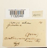 Hedwigia ciliata image