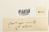 Hedwigia ciliata image