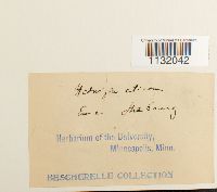 Hedwigia ciliata image