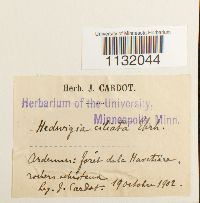 Hedwigia ciliata image