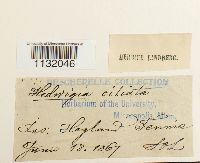 Hedwigia ciliata image