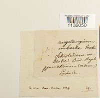 Hedwigia ciliata image