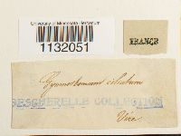 Hedwigia ciliata image