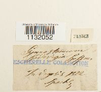 Hedwigia ciliata image