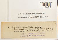 Hedwigia ciliata image