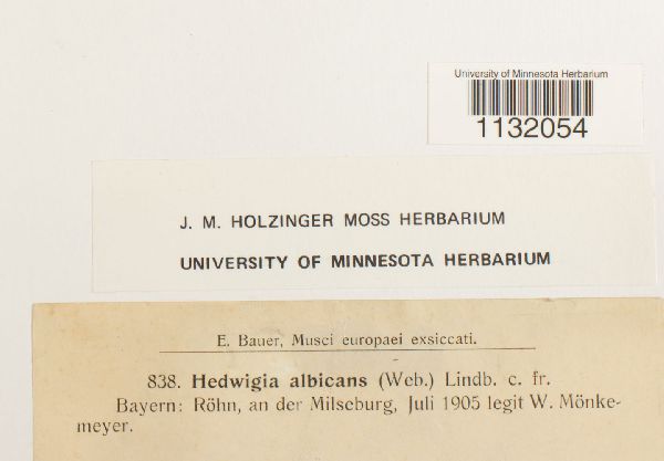 Hedwigia ciliata image