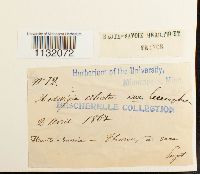 Hedwigia ciliata var. leucophaea image