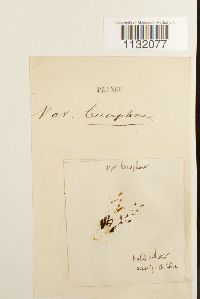 Hedwigia ciliata var. leucophaea image