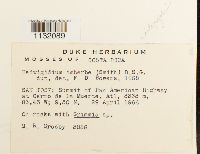 Hedwigidium integrifolium image