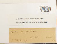 Hedwigidium integrifolium image