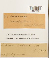 Hedwigidium integrifolium image