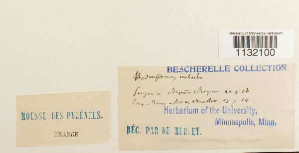 Hedwigidium integrifolium image