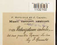 Hedwigidium integrifolium image