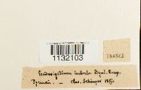 Hedwigidium integrifolium image