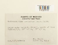 Helicophyllum torquatum image