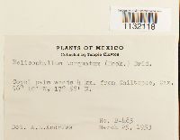 Helicophyllum torquatum image