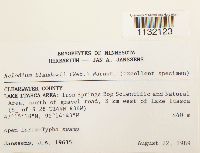 Helodium blandowii image