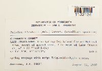 Helodium blandowii image