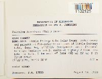 Helodium blandowii image