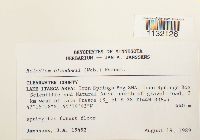 Helodium blandowii image