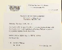 Helodium blandowii image