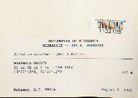 Helodium blandowii image