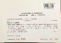 Helodium blandowii image