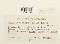 Helodium blandowii image