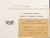 Helodium blandowii image