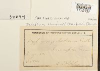 Helodium blandowii image