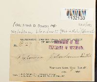 Helodium blandowii image