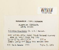 Helodium blandowii image