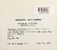 Helodium blandowii image