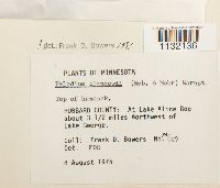 Helodium blandowii image